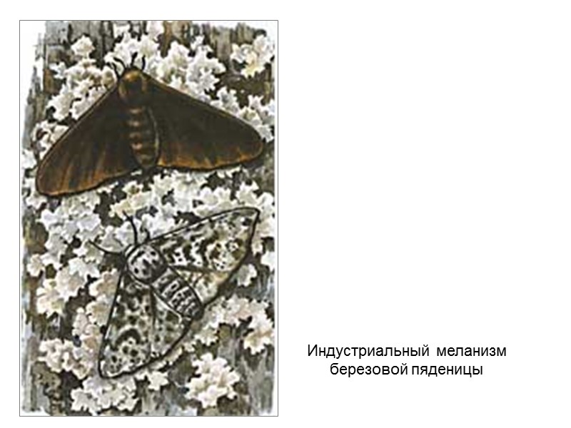 Индустриальный меланизм березовой пяденицы